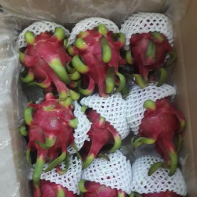 Túi bảo quản thanh long cỡ lớn